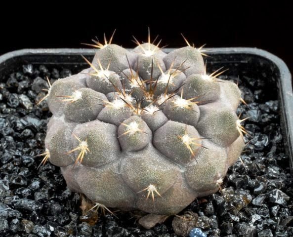 Copiapoa_mollicula